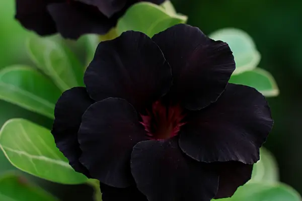 Rosa do deserto preta