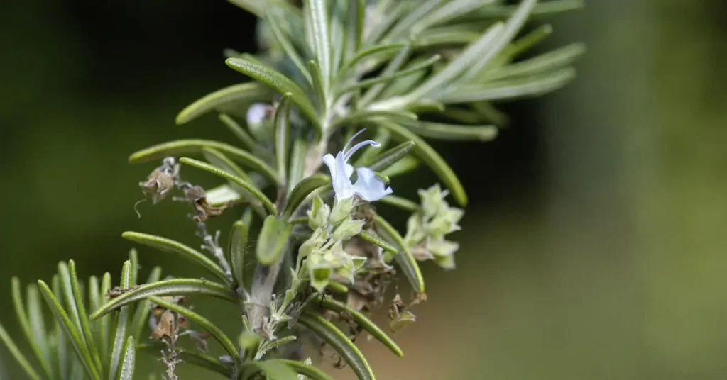 Alecrim (Rosmarinus officinalis)