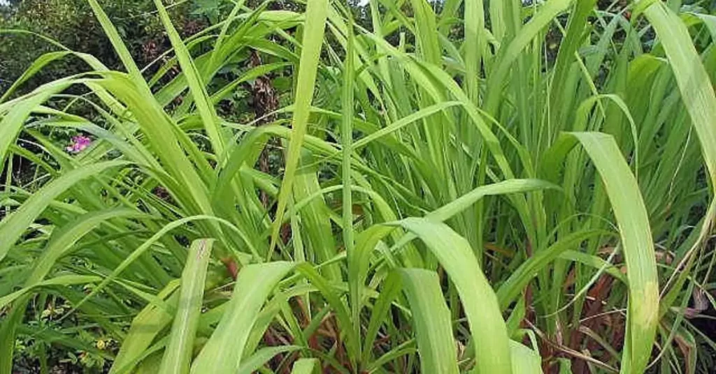 Citronela (Cymbopogon nardus)