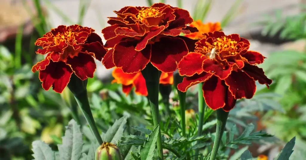 Tagetes