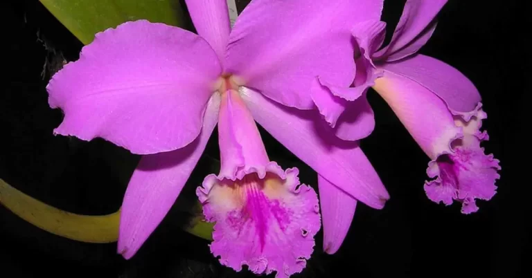 Rainha do Sertão: a orquídea brasileira que encanta e resiste