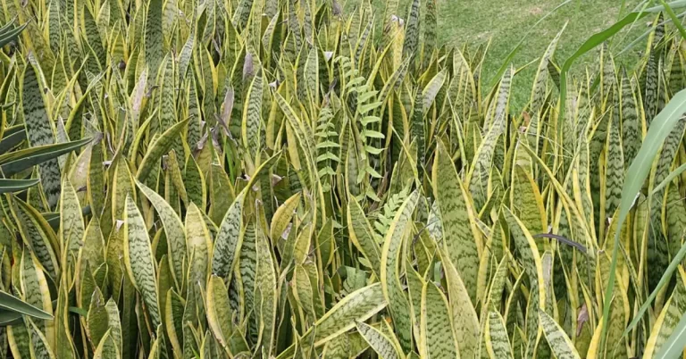 Espada de São Jorge